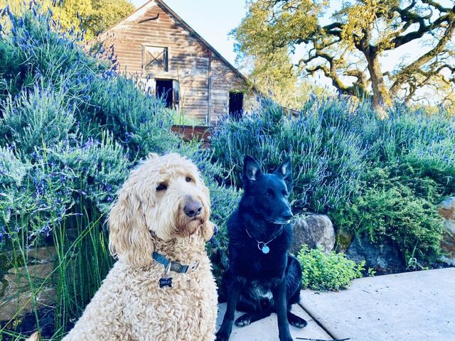 Bentley & Diego